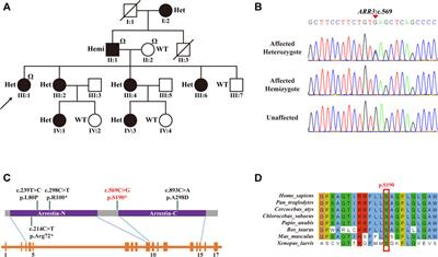 Identification and Functional Characterization of a Novel Nonsense Variant in ARR3 in a Southern Chinese Family With High Myopia